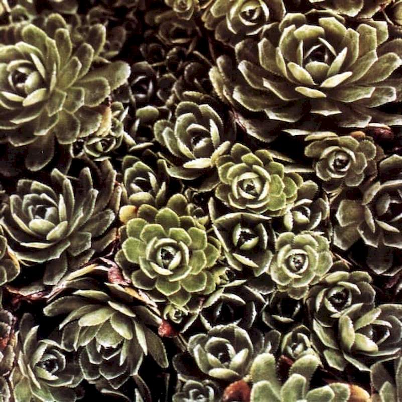 Iva Bittová - Ne Nehledej - CD