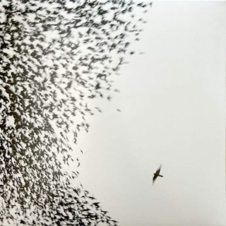 Wilco - Sky Blue Sky - LP / Vinyl