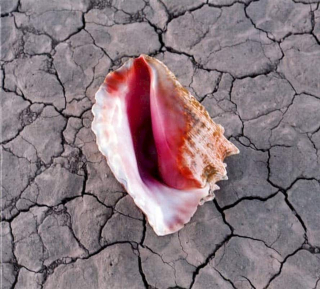 The Killers - Wonderful Wonderful - CD