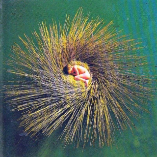 Peter Gabriel - OVO - CD