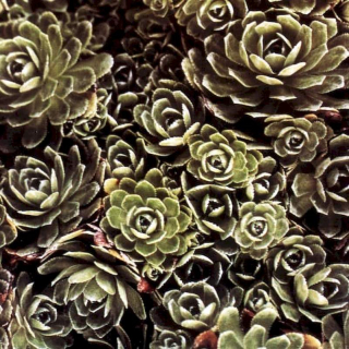 Iva Bittová - Ne Nehledej - CD