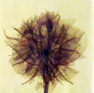 Aim - Spirits Of Your Tide - CD